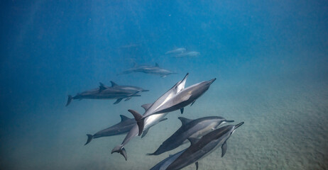 Underwater shot of pod of dolphins swimming in blue ocean