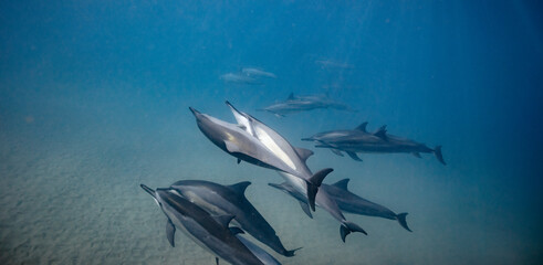 Underwater shot of pod of dolphins swimming in blue ocean