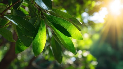 Bright sunlight streams through verdant foliage illuminating deep green leaves on branches