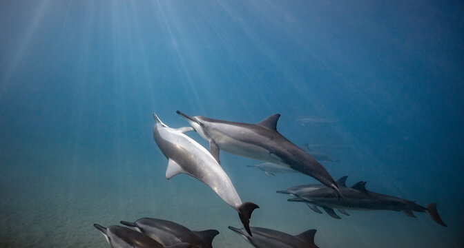Underwater shot of pod of dolphins swimming in blue ocean