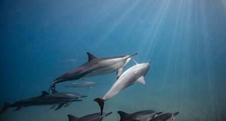 Underwater shot of pod of dolphins swimming in blue ocean
