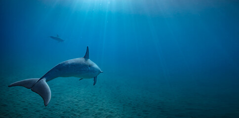 Dolphin in deep blue ocean underwater shot