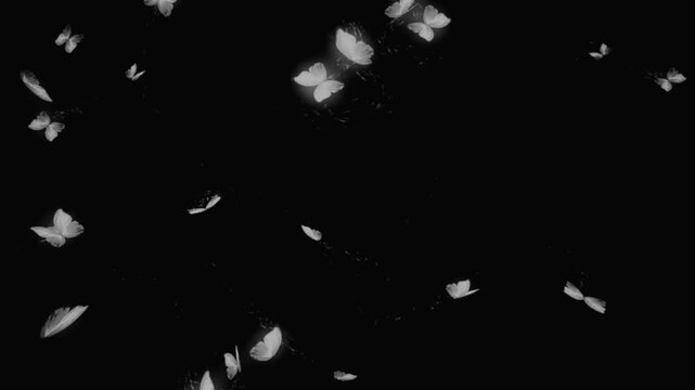 White butterfly on balck background