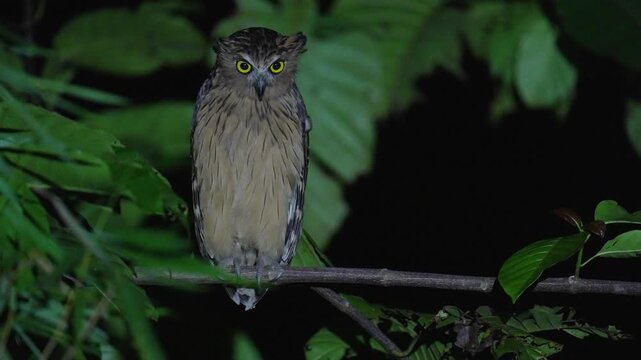Buffy fish owl (Ketupa ketupu) on branch. Bird watching in natural habitats in the forest.
