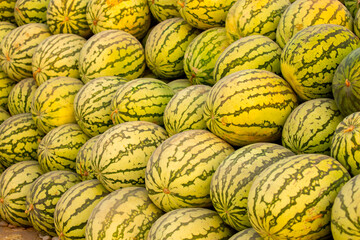 Juicy Asian watermelons. A large pile of ripe watermelons lies in a field in the sunset light. A...