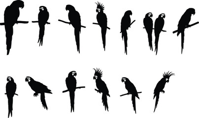 Parrot silhouettes perched on branches, species variation vector, feather posture study, black white contrast, cad drawing flat vector illustration © LatifunNahar