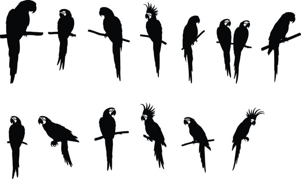 Parrot silhouettes perched on branches, species variation vector, feather posture study, black white contrast, cad drawing flat vector illustration