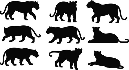 Big cat silhouette, tiger pose, panther stance, wild animal, feline movement, black vector, predator icon, sitting shape, walking figure, isolated graphic © Wajkuruni