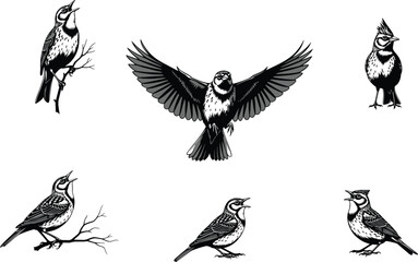 Stylized birds in various poses, perched and flying silhouettes, feather detail vector, black white contrast, cad drawing flat vector illustration