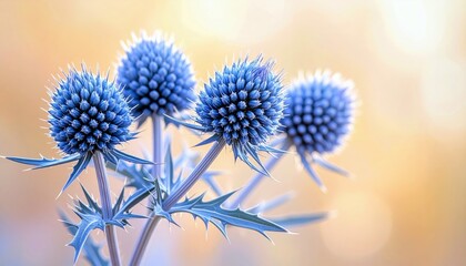 A macro photograph captures the intricate details of several blue thistle flowers, showcasing their spiky texture and vibrant color.