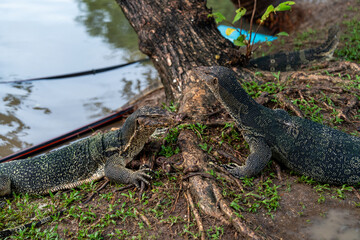 Monitor Lizards at Lumpini Park – Urban Wildlife in the Heart of Bangkok, Thailand  | Southeast Asia Documentary Photography