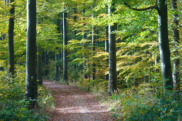 Waldweg im Herbst