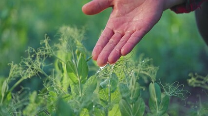 Hand touches leaf with water drops. Care for green plant under sunlight shows gentle water drop. Hand nurtures plant as water drop forms on leaf. Green leaf thrives from nature care water drop hand. - Powered by Adobe