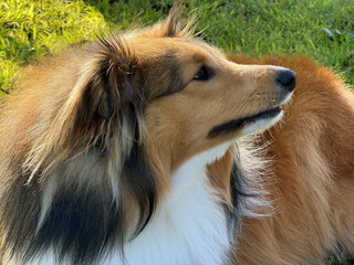 Naklejka premium Shetland sheepdog species and natural background