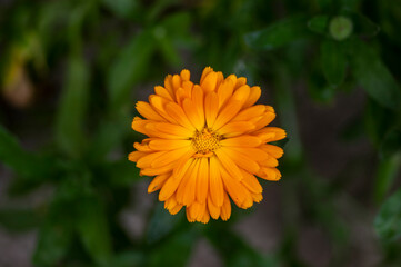 Calendula officinalis common pot marigold bright orange flower in bloom, beautiful medical flowering plant