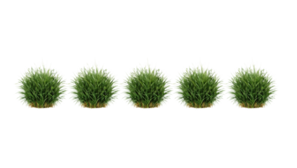 A row of five lush green grass tufts digitally illustrated with lucid realism against a clean white isolated background
