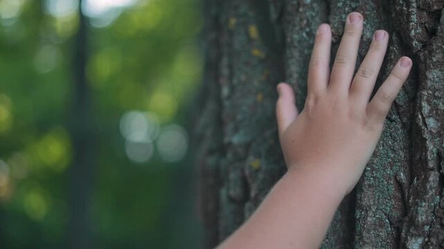Child places hand on rough bark tall tree. Bark texture clearly visible. Forest light surrounds moment. Child explores natural surface gently. Hand touches bark calmly. Outdoor nature scene in focus.