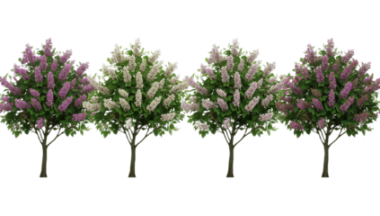 Vibrant digitally illustrated lilac bushes in full bloom, showcasing an array of delicate purple and white blossoms, perfect for spring botanical design and decor elements