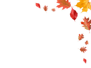 Autumn leaves flying in air on white background