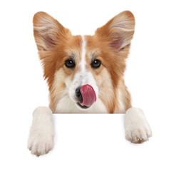 Cute dog peeking out of banner with paws on it. White background