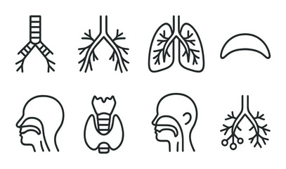 Human respiratory system diagram – lungs, trachea, pharynx, bronchi, alveoli, diaphragm anatomy