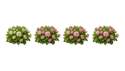 Hydrangea Bushes in Various Stages of Blooming - Colorful Floral Elements