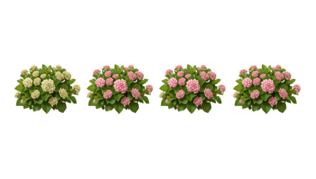 Hydrangea Bushes in Various Stages of Blooming - Colorful Floral Elements