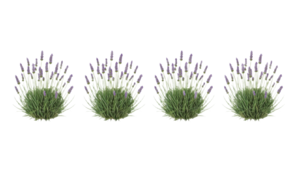 Digital Illustration of Four Lavender Bushes Isolated on a White Background