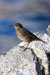 Adult Rock Pipit (Anthus petrosus) on the coast of Bull Island Dublin