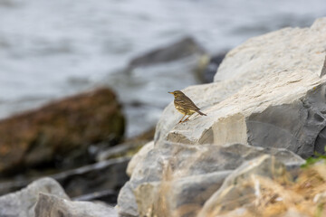 Adult Rock Pipit (Anthus petrosus) on the coast of Bull Island Dublin