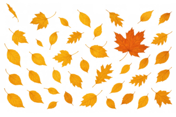 Autumn leaves falling, scattered yellow and orange foliage creating a vibrant seasonal background on transparent