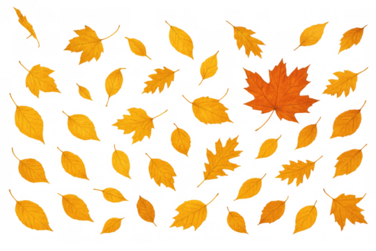 Autumn leaves falling, scattered yellow and orange foliage creating a vibrant seasonal background on transparent