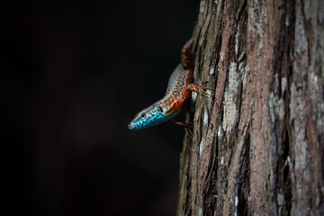 Colorful lizard on tree trunk in forest darkness
