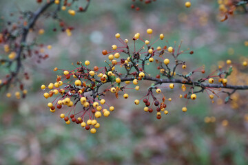 Closeup of yellow berries in Autumn, Derbyshire England
