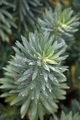 Macro image of Mediterranean Spurge foliage covered with rain drops, Derbyshire England
