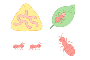 Obraz premium Simple cartoon depiction of ants, ant hill cross section, and insect on a green leaf for biology study