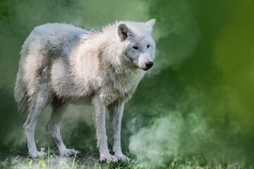 White wolf standing in lush green meadow, alert gaze, vibrant nature backdrop