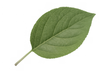 Fresh green leaf isolated on transparent background, representing nature, ecology, and spring vitality