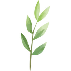 Minimalist Illustration of a Light Green Leafy Stem with Transparent Background