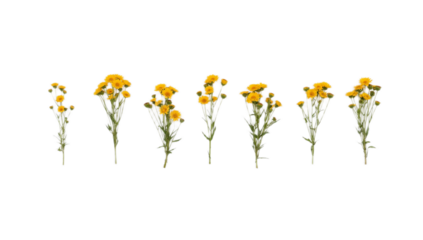 Vibrant Yellow Wildflowers in a Row A High-Resolution Panoramic Floral Display