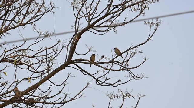 Two small brown birds are perched on branch of a tree. Captures themes of nature, wildlife, stillness, and seasonal change. 