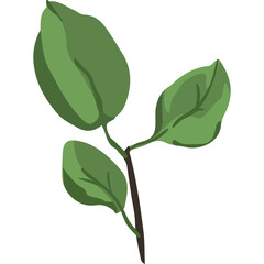 Minimalist Illustration of Three Green Leaves on a Thin Stem Isolated on Transparent Background