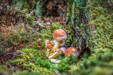 Fototapete bei efototapeten.de bestellen   