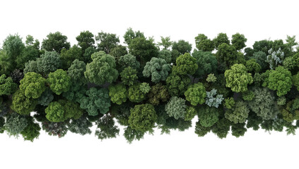 Isolated line of lush green trees from an aerial top-down perspective on a white background, creating a natural panoramic border element for design