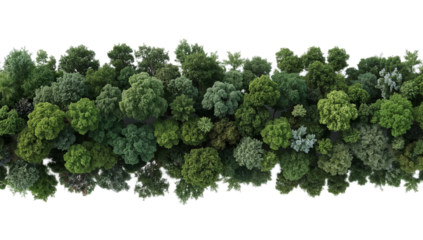 Isolated line of lush green trees from an aerial top-down perspective on a white background, creating a natural panoramic border element for design