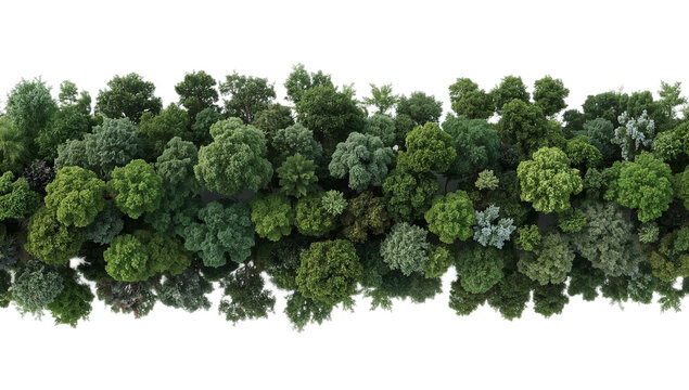 Isolated line of lush green trees from an aerial top-down perspective on a white background, creating a natural panoramic border element for design - Powered by Adobe
