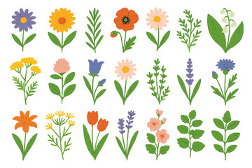 Colorful spring and summer wild flowers and garden plants with green leaves collection