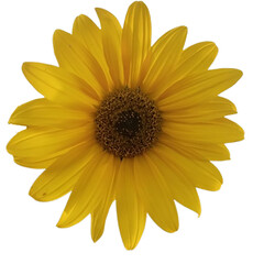 yellow sunflower isolated on white