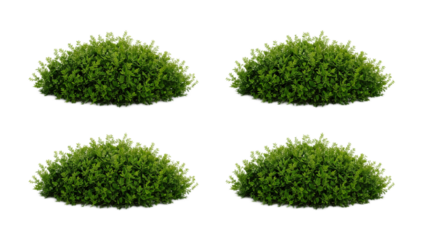 Four Green Bushes A Simple, Isolated View for Design and Visual Projects