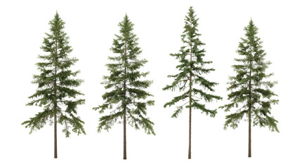 A visually appealing digital illustration showcasing a row of four majestic evergreen trees with lush green foliage, set against a clean white background